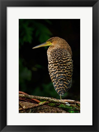 Framed Bare-Throated Tiger Heron, Tortuguero, Costa Rica Print