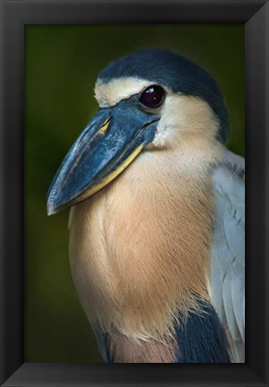 Framed Boat-Billed Heron, Tortuguero, Costa Rica Print