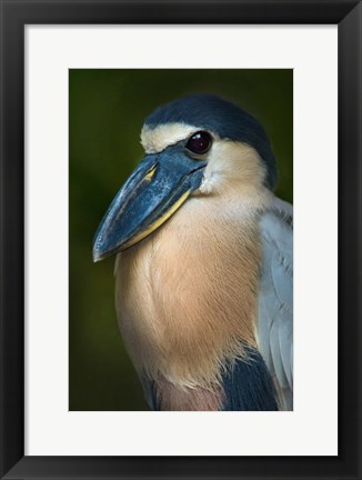 Framed Boat-Billed Heron, Tortuguero, Costa Rica Print