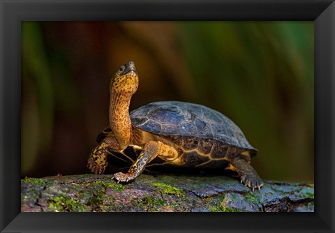 Framed Black Marsh Turtle, Tortuguero, Costa Rica Print