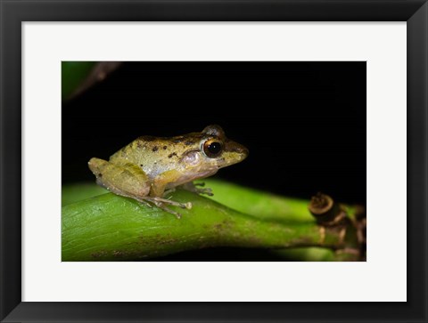 Framed Tink Frog, Tortuguero, Costa Rica Print