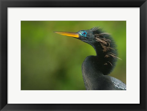 Framed Anhinga, Tortuguero, Costa Rica Print