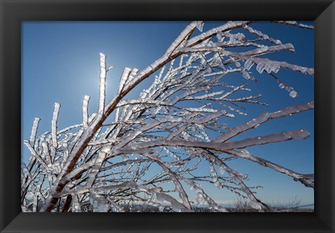 Framed Ice Crystals on tree branches, Iceland Print