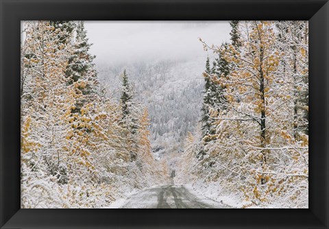 Framed Empty Forest Road, McCarthy, Alaska Print