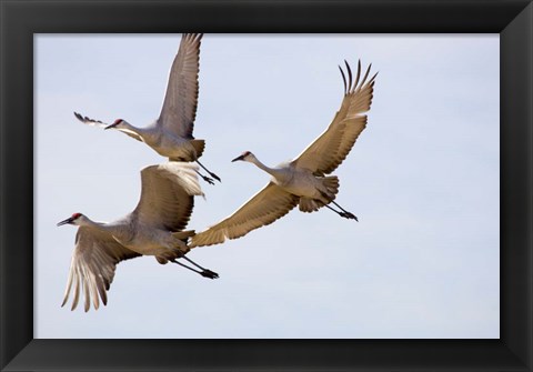 Framed Sandhill Cranes In Flight Print