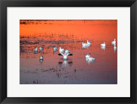 Framed Snow Geese On Water Print