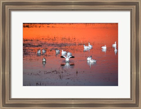 Framed Snow Geese On Water Print