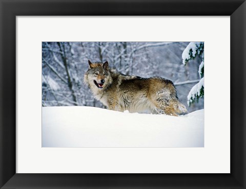 Framed Gray Wolf in Snow Print