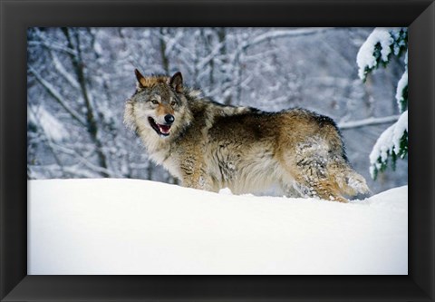 Framed Gray Wolf in Snow Print