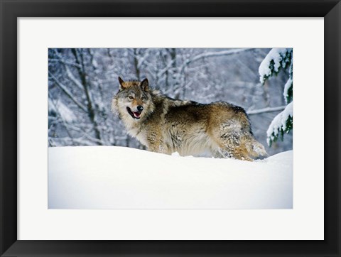 Framed Gray Wolf in Snow Print