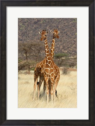 Framed Reticulated Giraffe Print