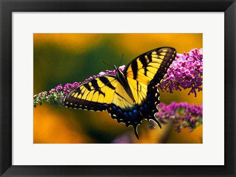 Framed Male Tiger Swallowtail Butterfly Print