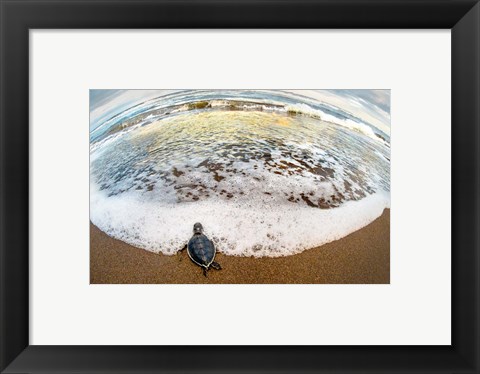 Framed Green Sea Turtle, Tortuguero, Costa Rica Print