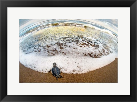 Framed Green Sea Turtle, Tortuguero, Costa Rica Print