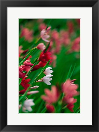 Framed Kaffir Lily Flowers In Bloom Print