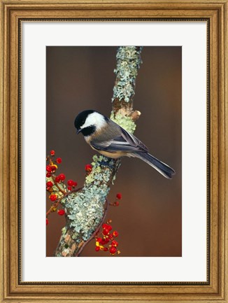 Framed Black-capped Chickadee Bird Print