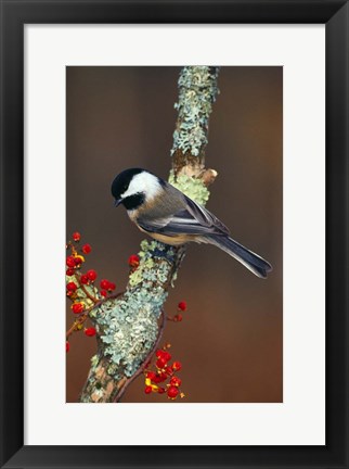 Framed Black-capped Chickadee Bird Print