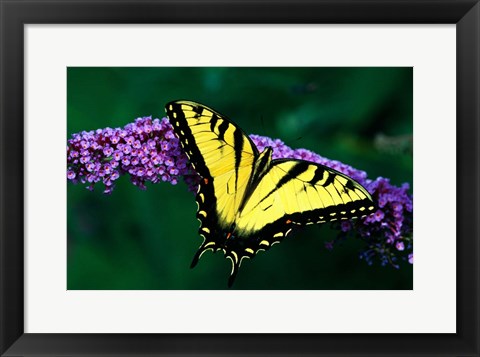 Framed Tiger Swallowtail Butterfly Print