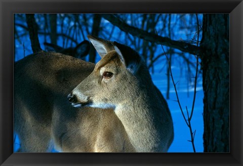 Framed Deer Doe in Snowy Woods Print