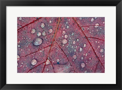 Framed Water Droplets on Maple Leaf Print