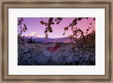 Framed Apple Trees in Oregon Print