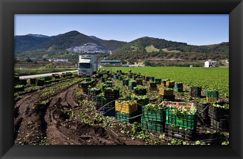 Framed Harvesting Lettuce near Ventas de Zafarraya, Spain Print