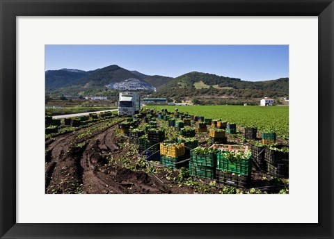 Framed Harvesting Lettuce near Ventas de Zafarraya, Spain Print