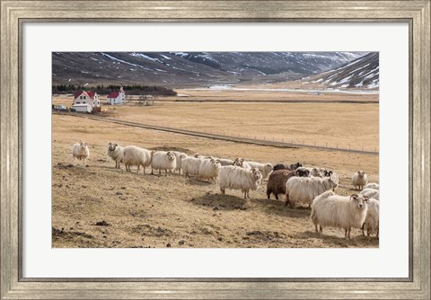 Framed Flock of Sheep, Iceland Print