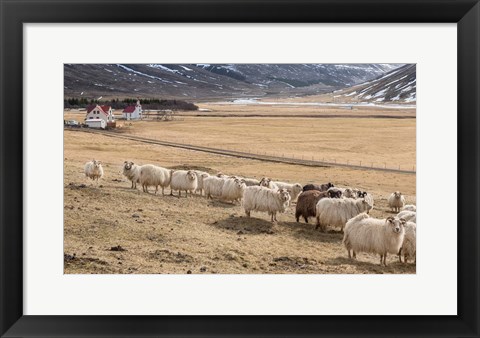 Framed Flock of Sheep, Iceland Print