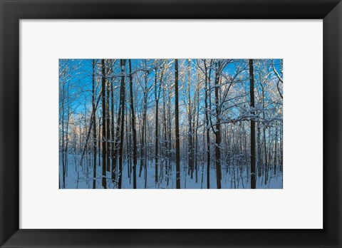 Framed Winter Ice on Trees, New York State, USA Print