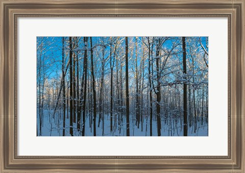 Framed Winter Ice on Trees, New York State, USA Print