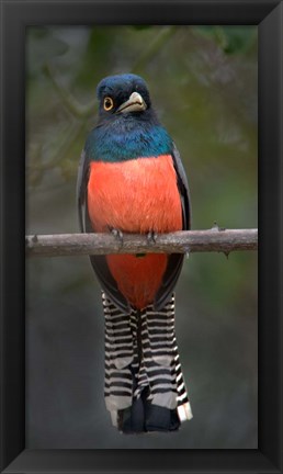 Framed Blue-Crowned Trogon, Pantanal Wetlands, Brazil Print