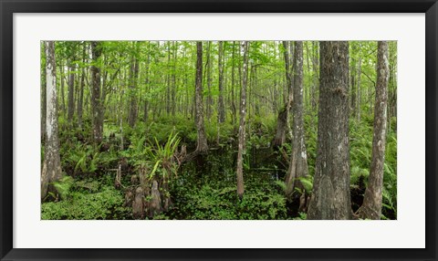 Framed Six Mile Cypress Slough Preserve in Fort Myers, Florida Print