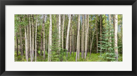 Framed Bow Valley Parkway, Banff National Park, Alberta, Canada Print