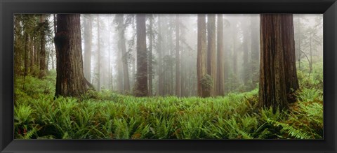 Framed Vine Maple Trees, Mt Hood, Oregon Print