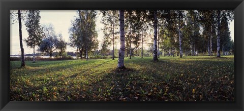 Framed Birch Trees, Imatra, Finland Print