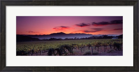 Framed Vineyard At Sunset, Napa Valley, California Print