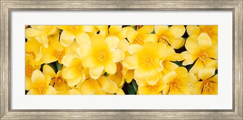 Framed Yellow Tulips Print