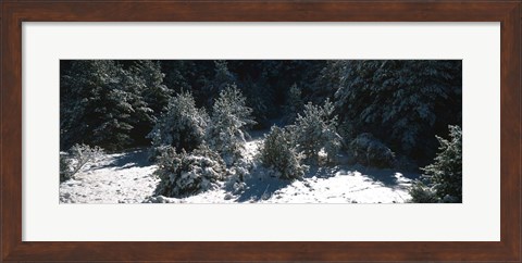 Framed Snow Covered Firs, Provence-Alpes-Cote d&#39;Azur, France Print