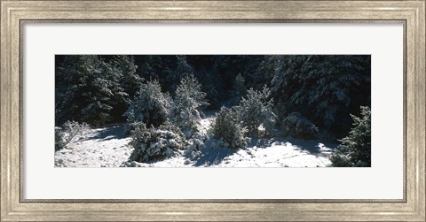 Framed Snow Covered Firs, Provence-Alpes-Cote d&#39;Azur, France Print