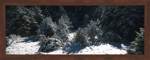 Framed Snow Covered Firs, Provence-Alpes-Cote d&#39;Azur, France Print
