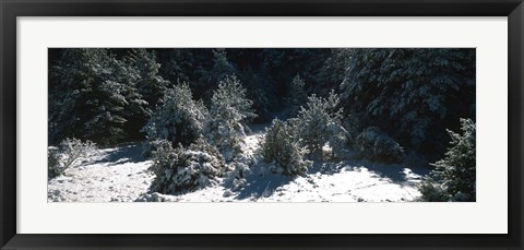 Framed Snow Covered Firs, Provence-Alpes-Cote d&#39;Azur, France Print