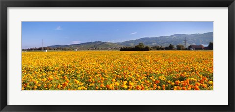 Framed Offenburg, Black Forest, Baden-Wurttemberg, Germany Print