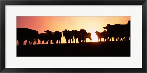 Framed Point Reyes National Seashore, California Print