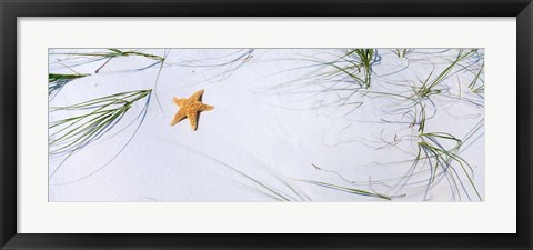 Framed Starfish, Gulf of Mexico Print