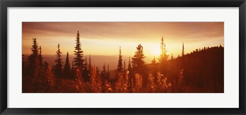 Framed Firweed At Sunset, Montana Print