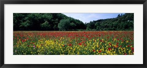 Framed Poppy Field, France Print