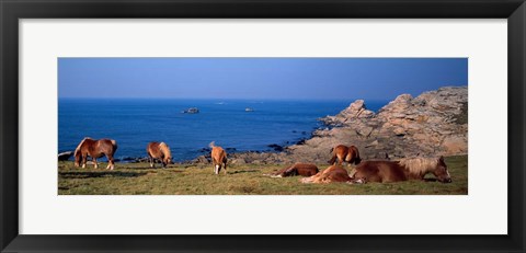 Framed Celtic Horses, Finistere, Brittany, France Print