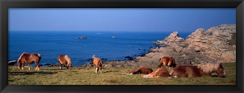 Framed Celtic Horses, Finistere, Brittany, France Print