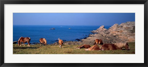 Framed Celtic Horses, Finistere, Brittany, France Print